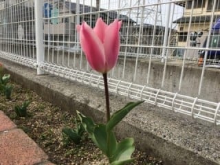 花壇